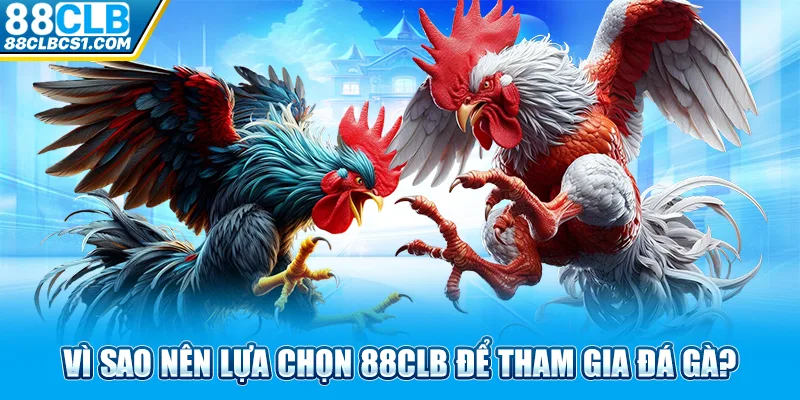 Vì sao nên lựa chọn 88CLB để tham gia đá gà?